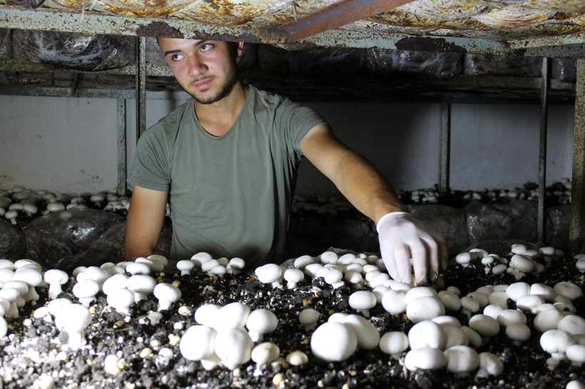 Aksaray'da 3 kişinin çalıştığı tesisi devraldı! Şimdi ise ayda 25 ton mantar üretimi yapıyor - Resim: 1