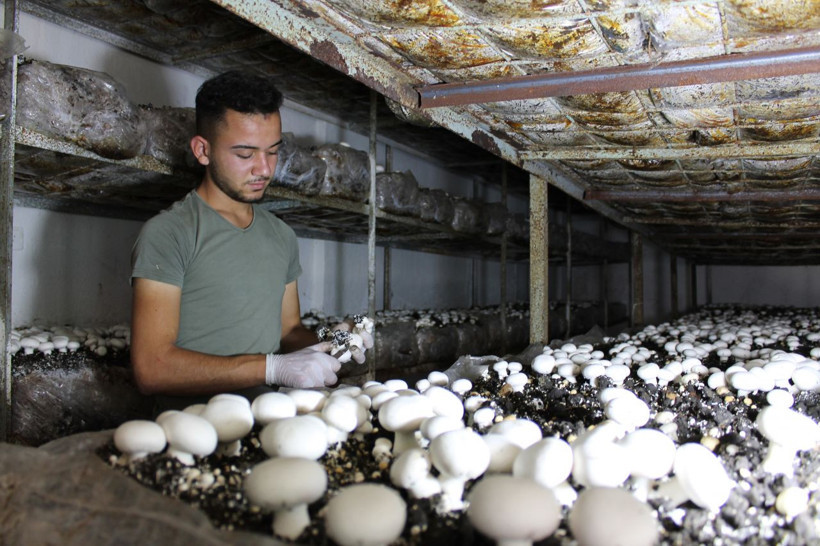 Aksaray'da 3 kişinin çalıştığı tesisi devraldı! Şimdi ise ayda 25 ton mantar üretimi yapıyor - Resim: 4