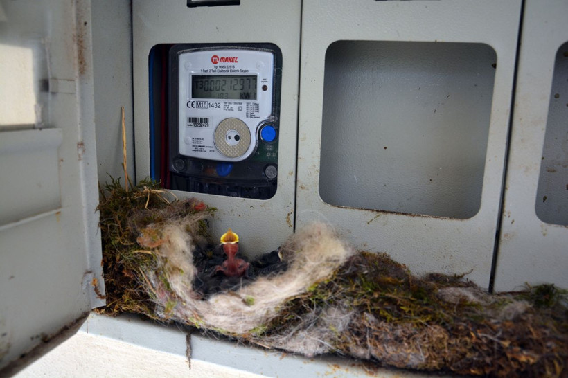 Ordulu kadının örnek duyarlılığı! Kuş elektrik saatine yuva yapınca elektriği kesti! - Resim: 1