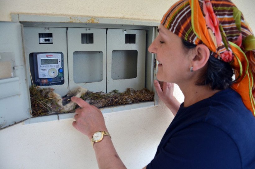 Ordulu kadının örnek duyarlılığı! Kuş elektrik saatine yuva yapınca elektriği kesti! - Resim: 4