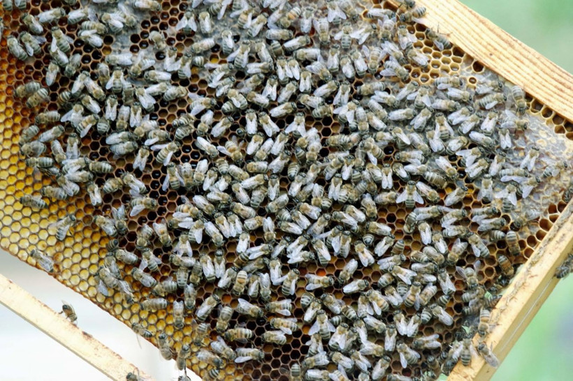 Şifa niyetine tüketiliyordu! Mucize besin için 'ölüm' uyarısı yapıldı - Resim: 2