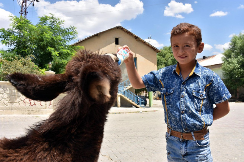 Muş'ta 4 aylıkken annesi ölen sıpaya sahip çıktılar! Özsüz sıpa beldenin maskotu oldu - Resim: 1