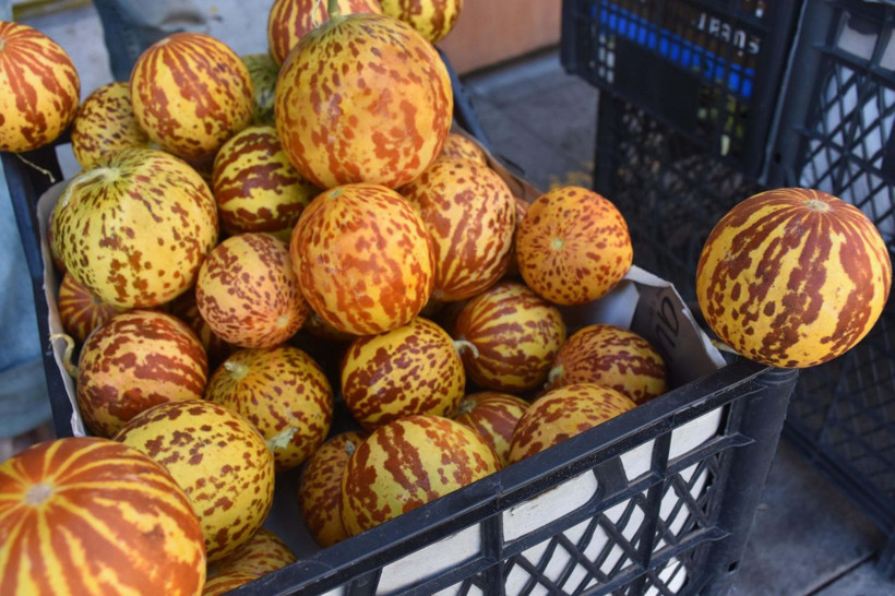 Bu kavunu kimse yemek için almıyor tanesi iki lira ama kokusu muazzam - Resim: 3