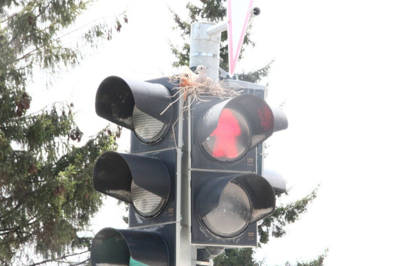 Trafik lambasında bir kumru yuvası! Görenler hayrete düşüyor! - Resim: 1