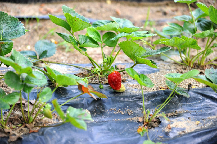 Bursa'daki çiftçilerin bu meyveyi üretiyor 8 ay boyunca meyve veriyor - Resim: 3