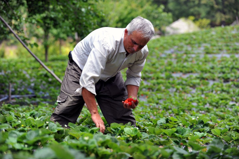 Bursa'daki çiftçilerin bu meyveyi üretiyor 8 ay boyunca meyve veriyor - Resim: 4