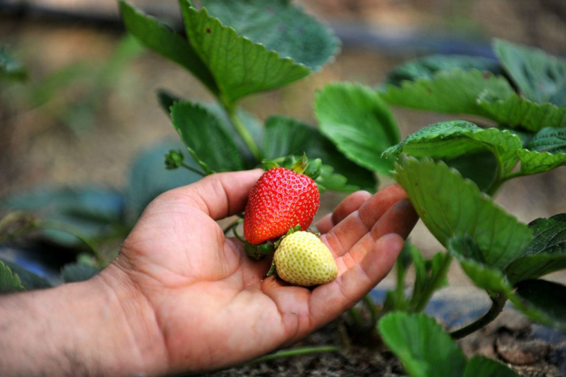 Bursa'daki çiftçilerin bu meyveyi üretiyor 8 ay boyunca meyve veriyor - Resim: 2