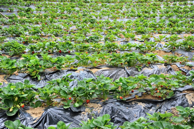 Bursa'daki çiftçilerin bu meyveyi üretiyor 8 ay boyunca meyve veriyor - Resim: 1