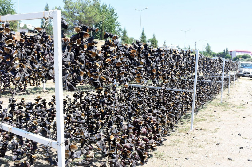 Kışın sapı yakacak oluyor Aydın'da üretilip dünya mutfaklarını süslüyor - Resim: 2