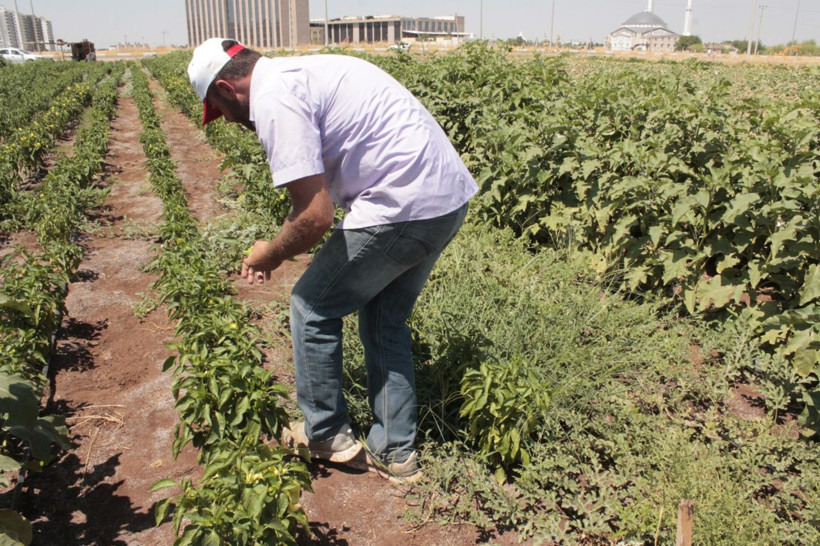 8 yıldır atanamadı! 45 derece sıcaklıkta günlük 65 lira yevmiye ile çalışıyor - Resim: 1