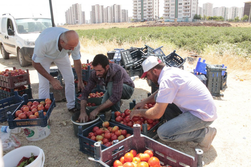 8 yıldır atanamadı! 45 derece sıcaklıkta günlük 65 lira yevmiye ile çalışıyor - Resim: 3