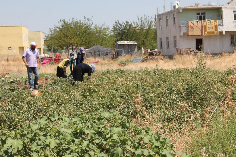 8 yıldır atanamadı! 45 derece sıcaklıkta günlük 65 lira yevmiye ile çalışıyor - Resim: 4