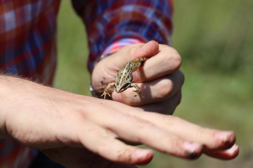 Dünyada sadece Tavas ilçesinde görülüyor Denizli'de seferberlik ilan edildi - Resim: 2