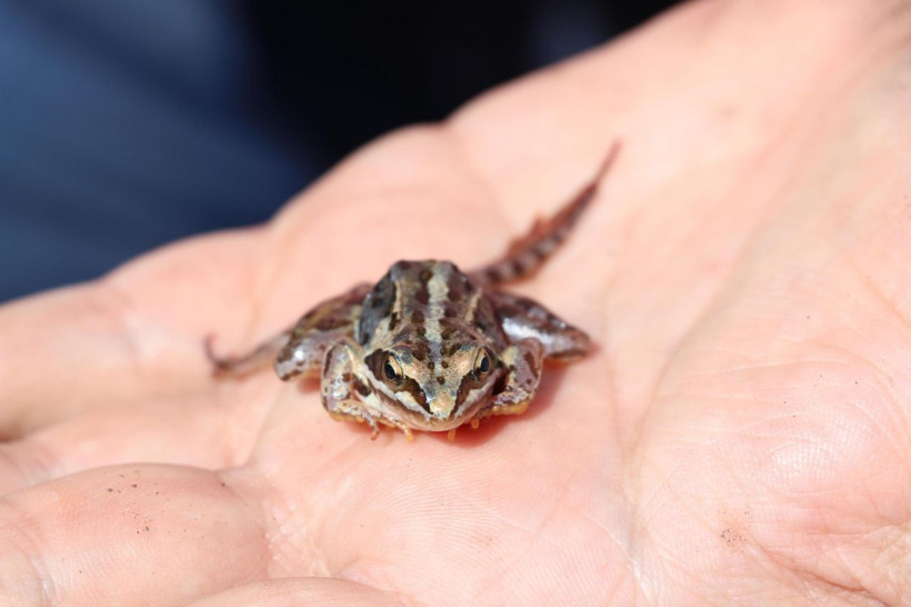 Dünyada sadece Tavas ilçesinde görülüyor Denizli'de seferberlik ilan edildi - Resim: 1
