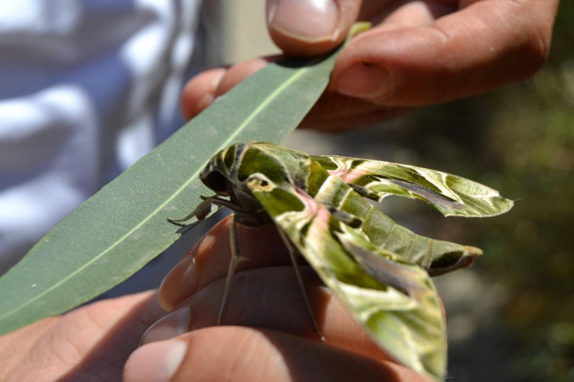 Manisa'da bitkin halde bulundu türünün en hızlısı yalnızca gece uçabiliyor - Resim: 1