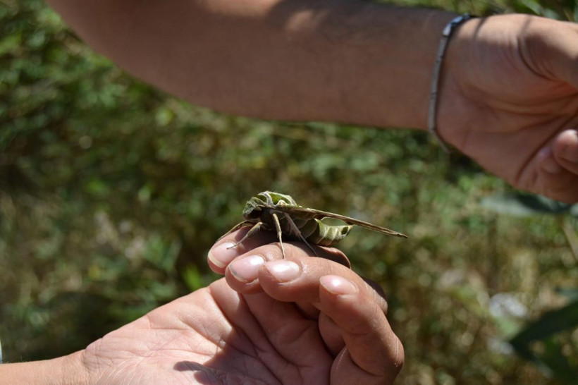 Manisa'da bitkin halde bulundu türünün en hızlısı yalnızca gece uçabiliyor - Resim: 3