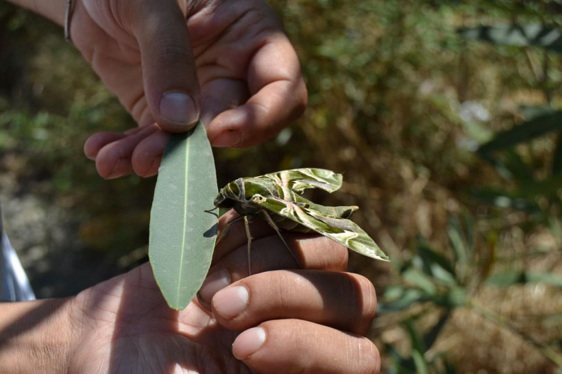 Manisa'da bitkin halde bulundu türünün en hızlısı yalnızca gece uçabiliyor - Resim: 2