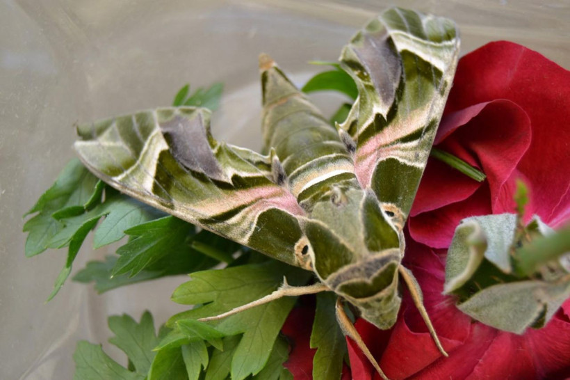 Manisa'da bitkin halde bulundu türünün en hızlısı yalnızca gece uçabiliyor - Resim: 4