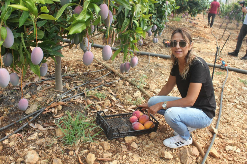 Antalya Gazipaşa'da mango hasadı Tanesi 35 lira - Resim: 3