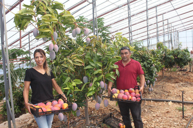 Antalya Gazipaşa'da mango hasadı Tanesi 35 lira - Resim: 4