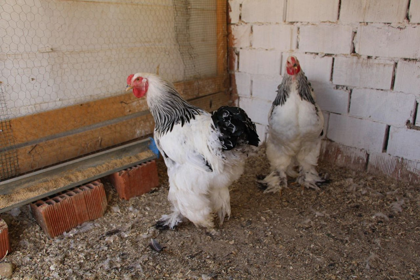 Hobi olarak başladı tanesini 15 liradan satıyor - Resim: 1