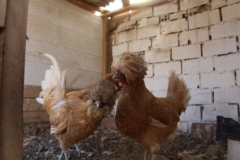 Hobi olarak başladı tanesini 15 liradan satıyor - Resim: 2