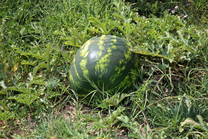 Yetişmez denilen Sivas'ta 150 ton karpuz hasadı - Resim: 4