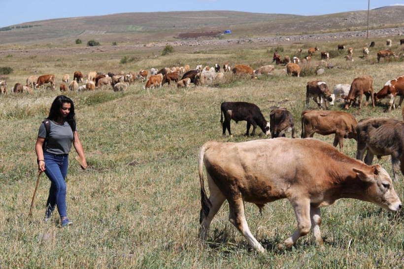 İstanbul'da hentbol oynayan iki kardeş Ardahan'da çobanlık yapıyor - Resim: 3