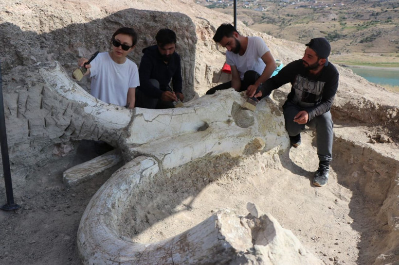 Kayseri'de 7,5 milyon yıllık dev fosil bulundu - Resim: 4