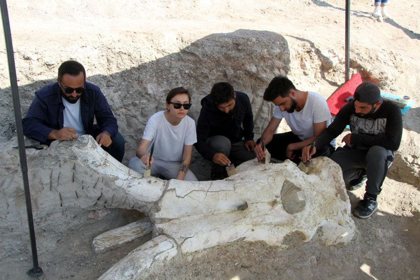 Kayseri'de bulundu! Fillerin atası... 7,5 milyon yıllık Choerolophodon'a cinsine ait fosil - Resim: 1