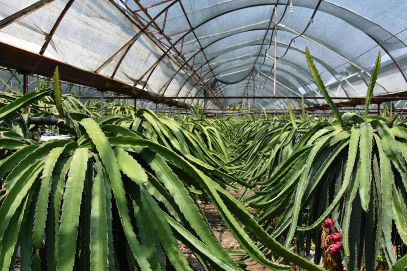 Muğla domatesten umudu kesti şimdilerde yetiştirdiği meyvenin tanesi 15 TL - Resim: 3
