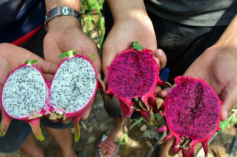 Muğla domatesten umudu kesti şimdilerde yetiştirdiği meyvenin tanesi 15 TL - Resim: 2