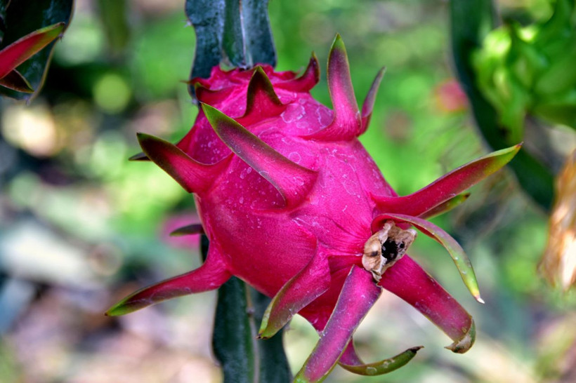 Muğla domatesten umudu kesti şimdilerde yetiştirdiği meyvenin tanesi 15 TL - Resim: 4