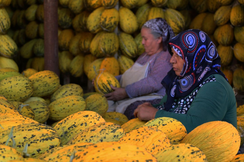 Bu kavun kışın da yeniyor! Manisa'da çiftçiler hasada başladılar - Resim: 2