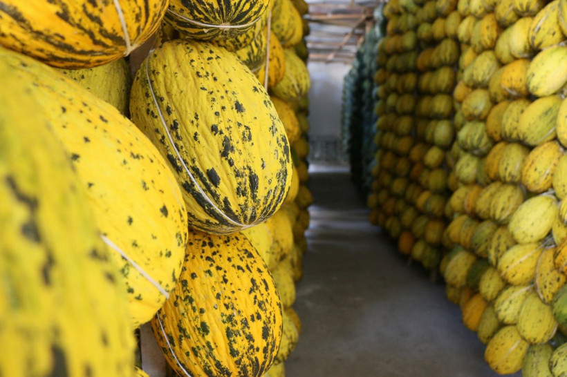 Bu kavun kışın da yeniyor! Manisa'da çiftçiler hasada başladılar - Resim: 3