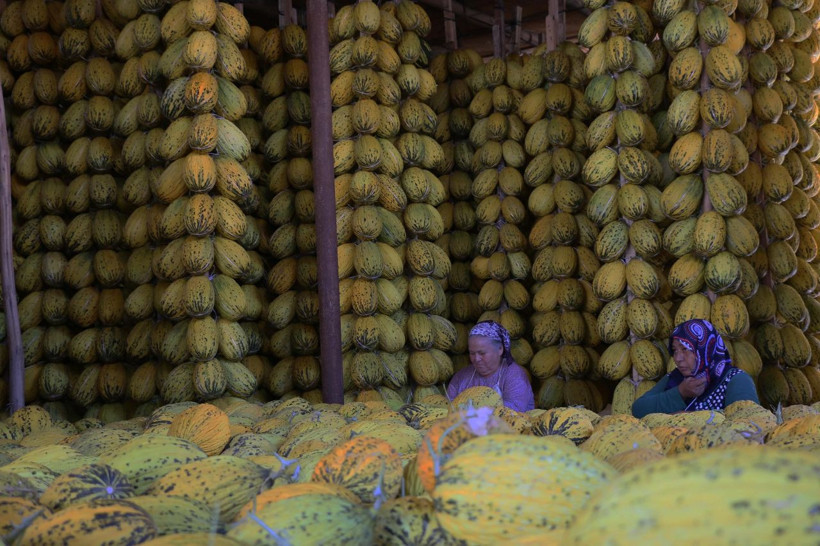 Bu kavun kışın da yeniyor! Manisa'da çiftçiler hasada başladılar - Resim: 1