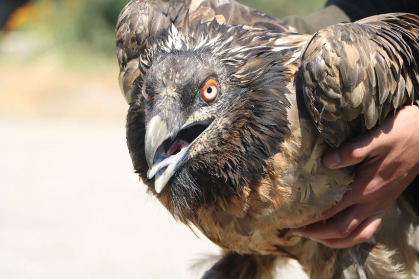 Benzerine rastlamak çok zor Hakkari'nin Cilo Dağı'nda yaralı halde bulundu - Resim: 1