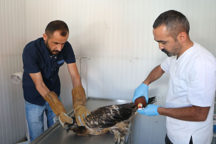 Benzerine rastlamak çok zor Hakkari'nin Cilo Dağı'nda yaralı halde bulundu - Resim: 3