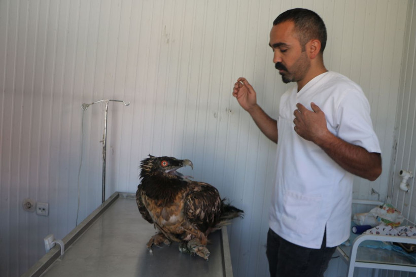 Benzerine rastlamak çok zor Hakkari'nin Cilo Dağı'nda yaralı halde bulundu - Resim: 4