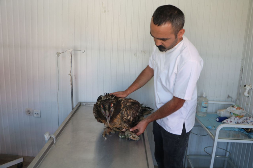 Benzerine rastlamak çok zor Hakkari'nin Cilo Dağı'nda yaralı halde bulundu - Resim: 2