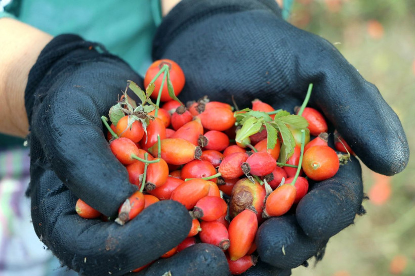 Hem doğal hem şifa deposu! Kuşburnu marmelatı böyle oluyor - Resim: 1