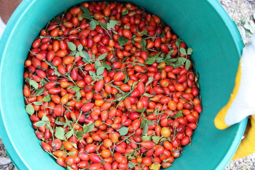 Hem doğal hem şifa deposu! Kuşburnu marmelatı böyle oluyor - Resim: 2