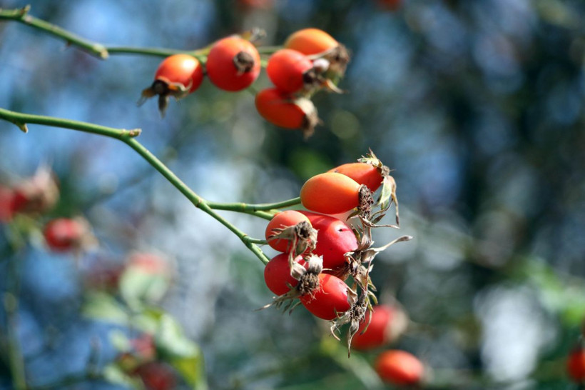 Hem doğal hem şifa deposu! Kuşburnu marmelatı böyle oluyor - Resim: 3
