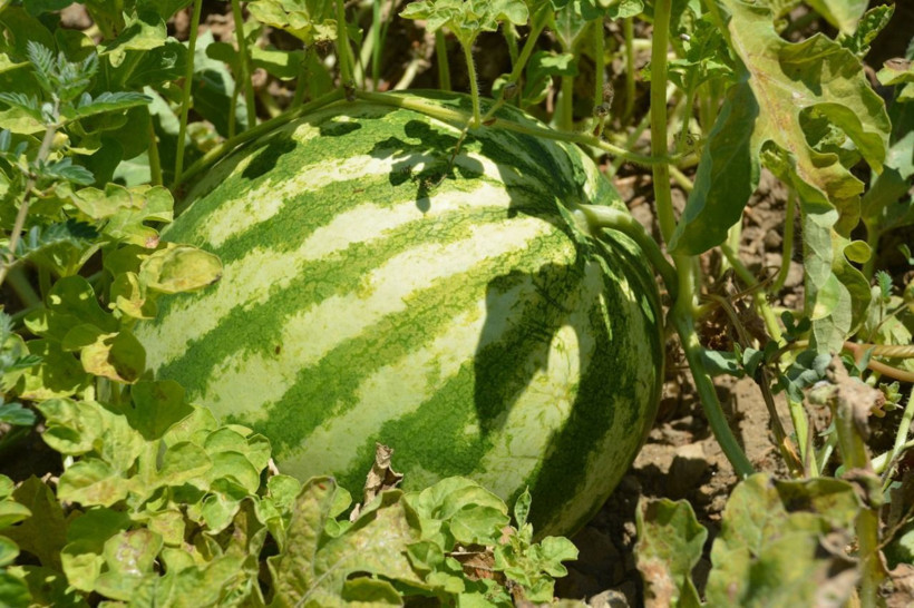 Tohumunun nereden geldiği bilinmiyor! Güreş karpuzu 6 ay bozulmuyor - Resim: 2