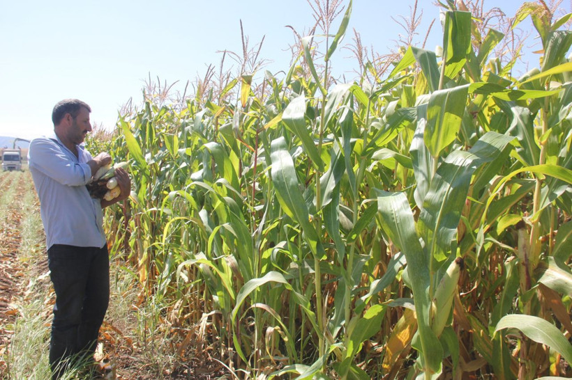 Erdoğan talimat vermişti! 733 milyonluk yatırım bitmeden çiftçiye katkı sağlamaya başladı - Resim: 3