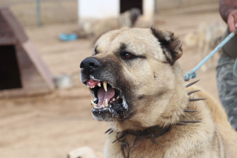 Sivas kangallarına yeni görev! Tüm Türk sınırlarını koruyacaklar - Resim: 1