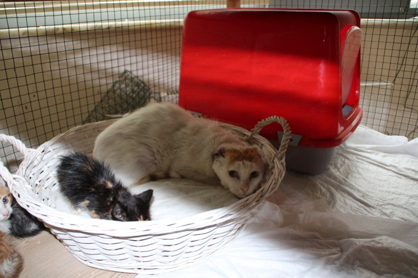 Makam odasında yaralı hayvanlara bakan müdür yardımcısına ceza verdiler - Resim: 3