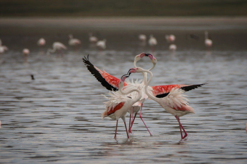 Adeta çöle döndü Van'da bulunan Akgöl'ün son hali içler acısı - Resim: 3