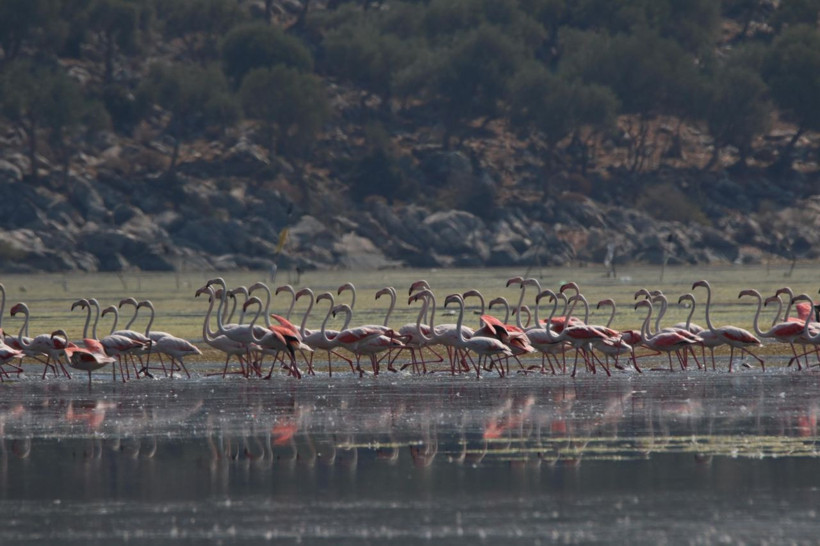 Aydın'ın Serçin Mahallesi'ne akın ettiler! Adeta kuş cennetine döndü - Resim: 4