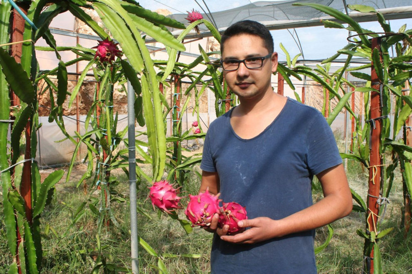 Tanesi 20 lira! Pitaya çiftçiyi zengin edecek pazar sorunu yok - Resim: 1